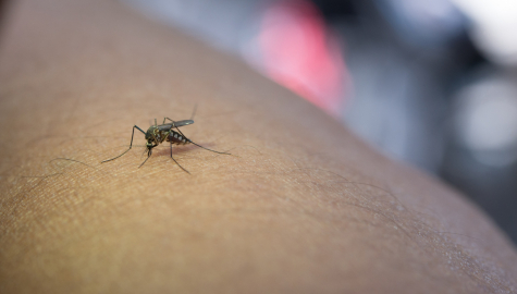 Controle de mosquitos