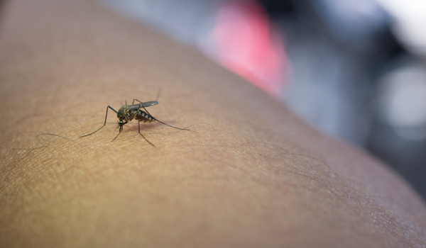 Controle de mosquitos